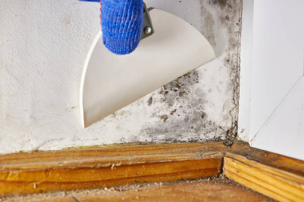 Best Asbestos and Lead Testing During Mold Inspection  in Acworth, GA